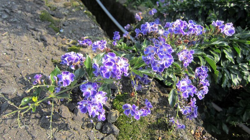 Purple Flowers on Stone