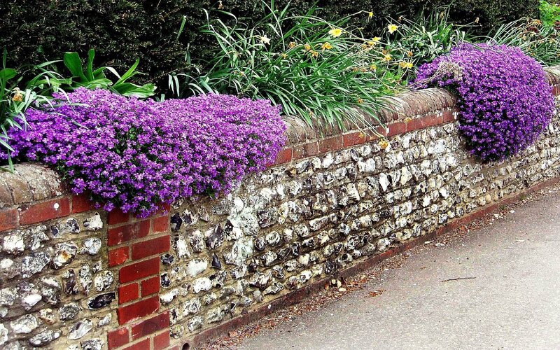 purple flowers on stone wall
