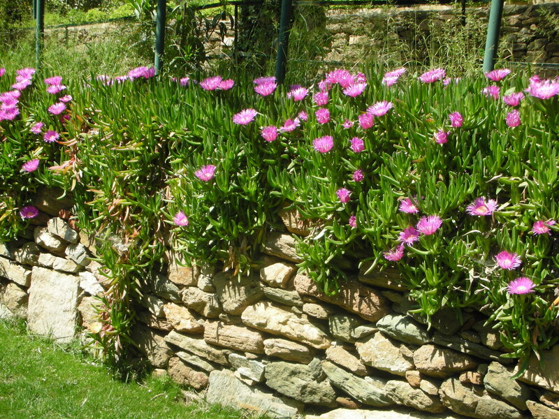 Purple Flowers on Stone Wall — Green