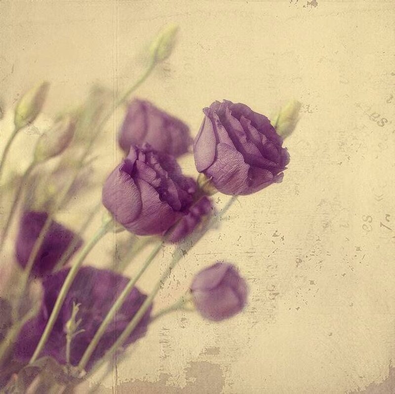 Purple Flowers on Textured Background