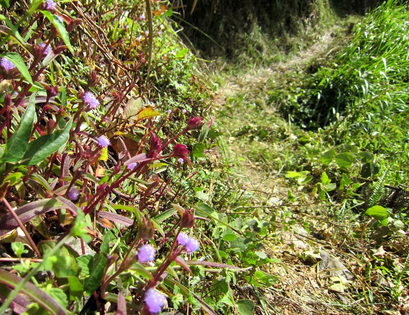 Purple Flowers on Trail