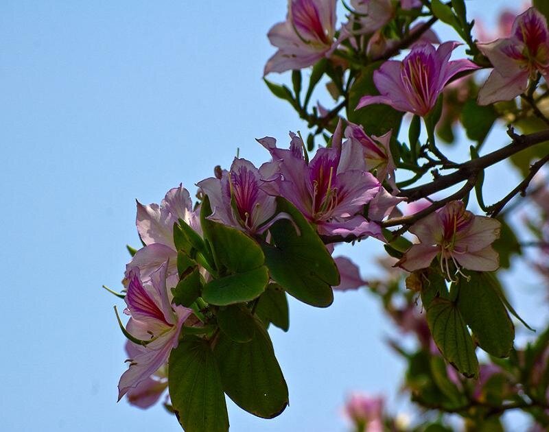 Purple Flowers on Tree Branch