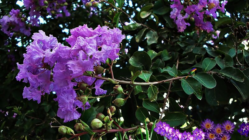 Purple Flowers on Tree