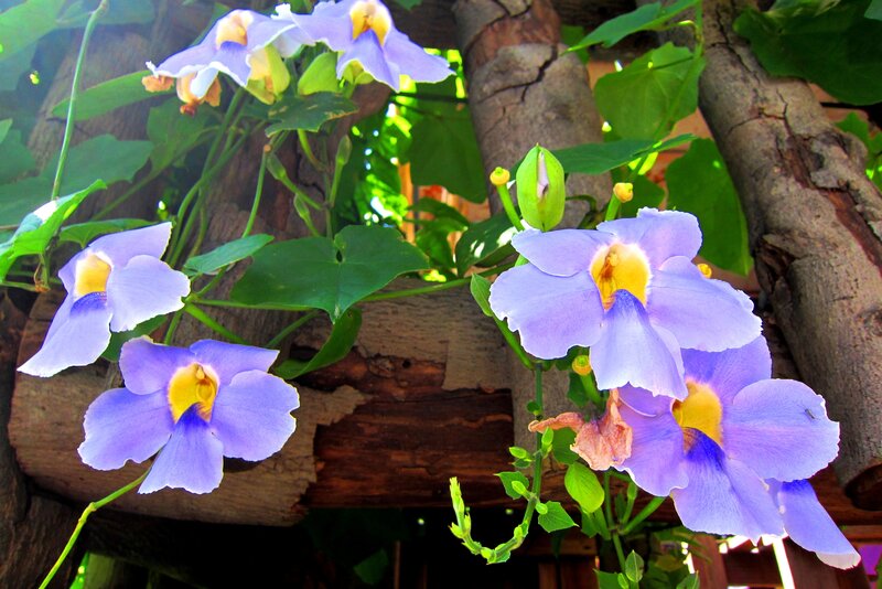 Purple Flowers on Vine