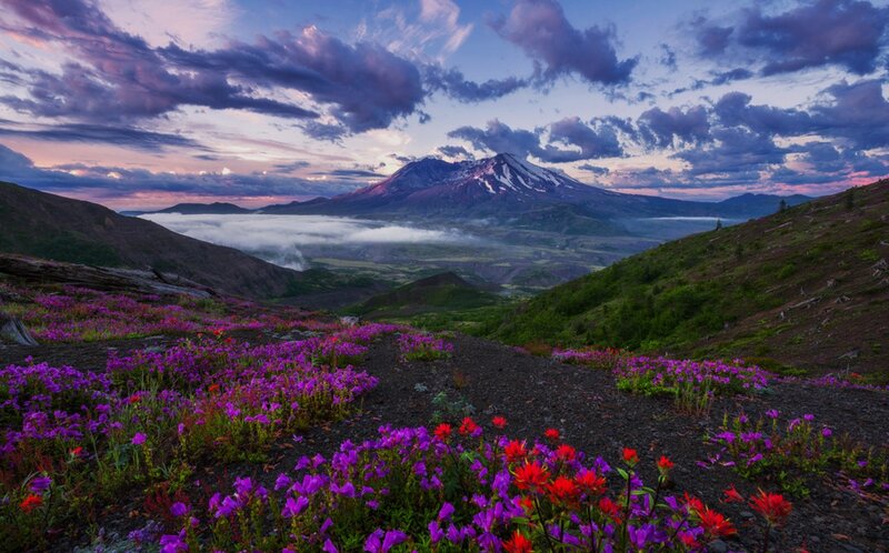 Purple Flowers on Volcano