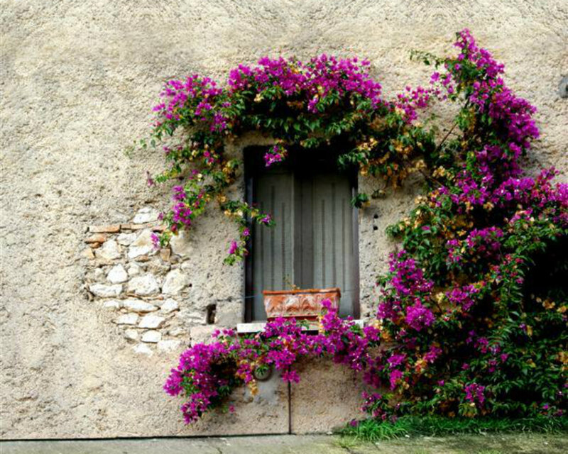 Purple Flowers on Wall — Serene
