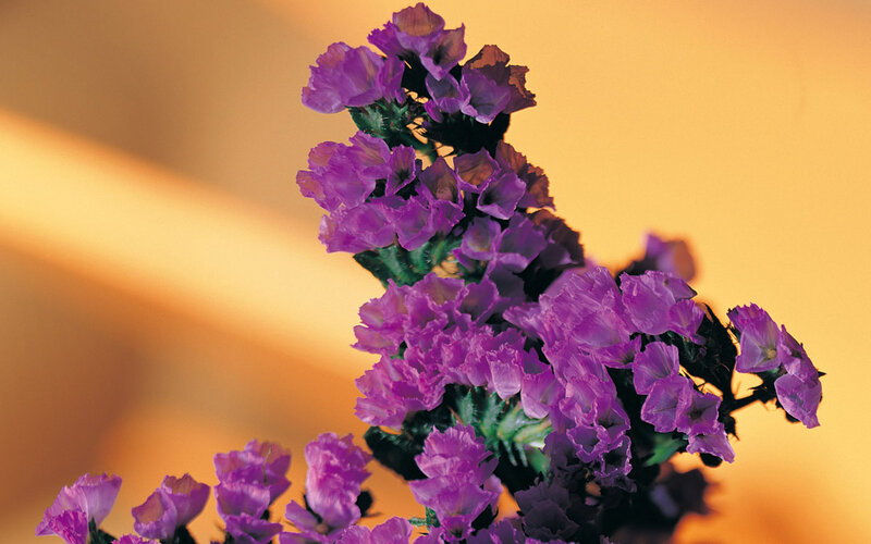 purple flowers on warm background