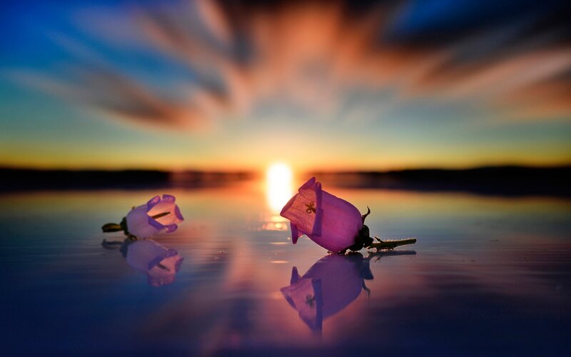 Purple Flowers on Water — Blue