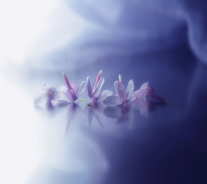 Purple Flowers on Water — Serene, Photograph, Reflection