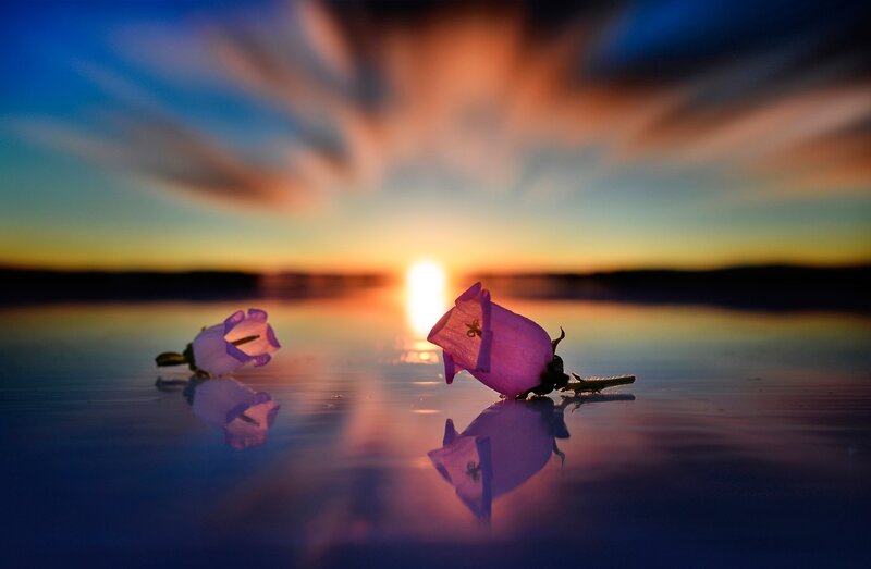 Purple Flowers on Water — Serene, Sunset