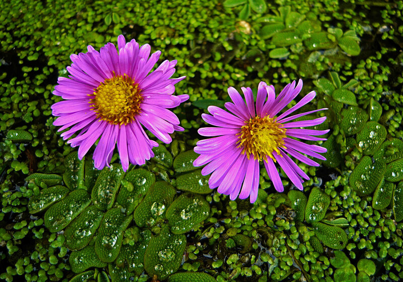 Purple Flowers on Water — Serene