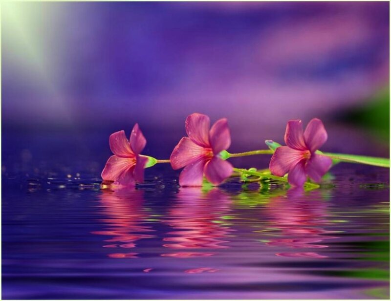 Purple flowers on water