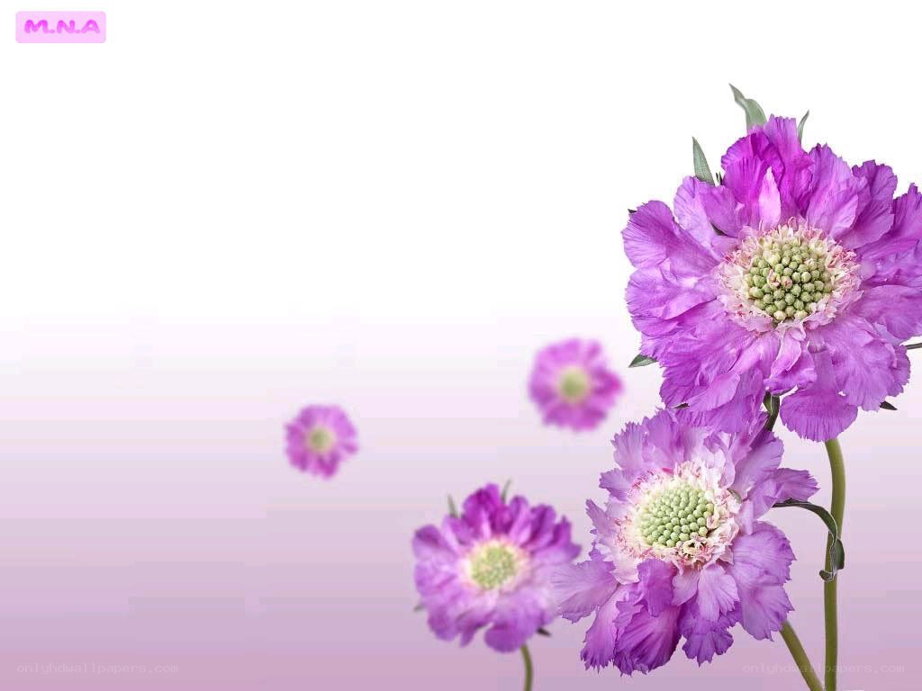 purple flowers on white background