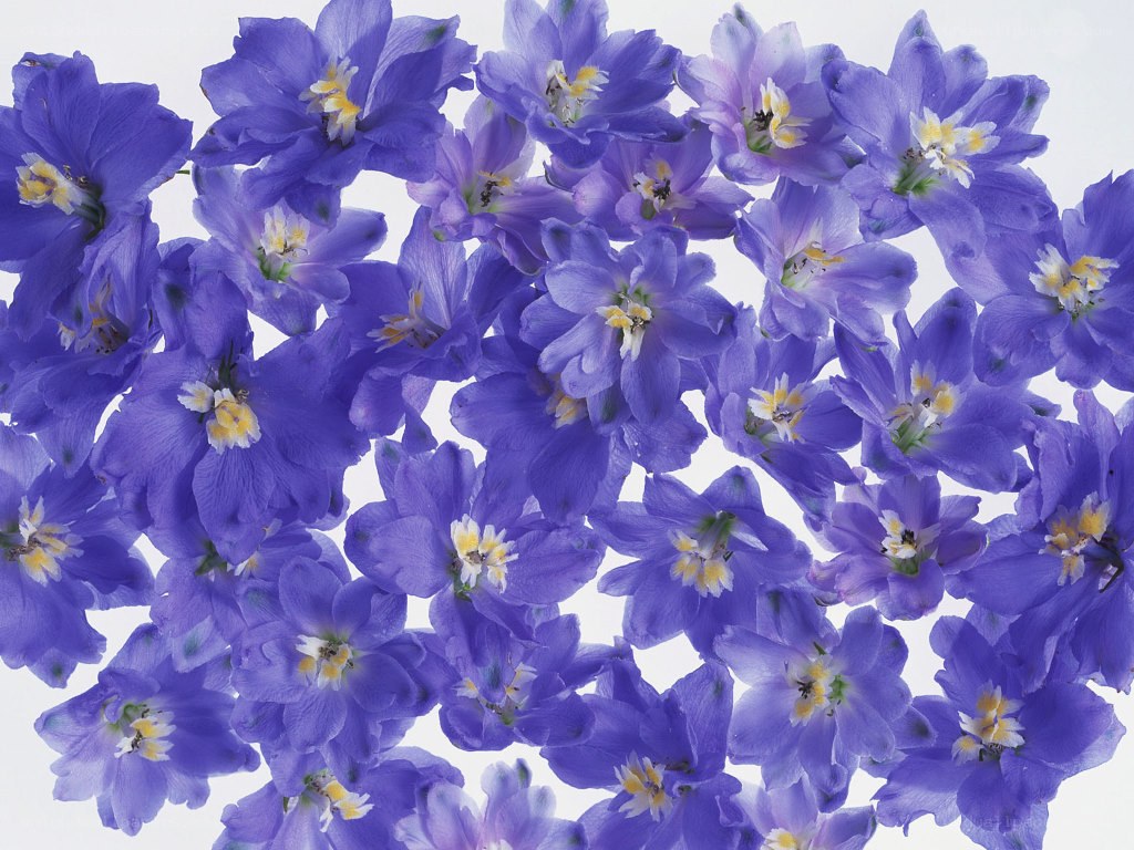 purple flowers on white background