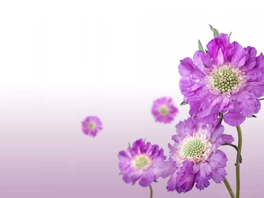 purple flowers on white background