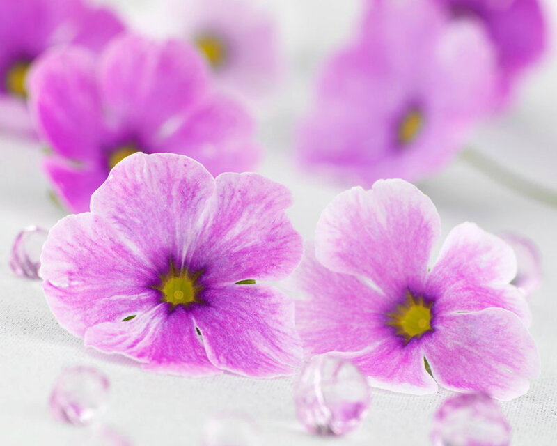 Purple Flowers on White — Serene