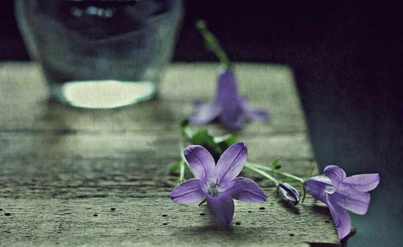 Purple Flowers on Wood — Calm
