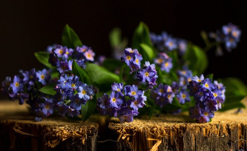 Purple Flowers on Wood — Dramatic
