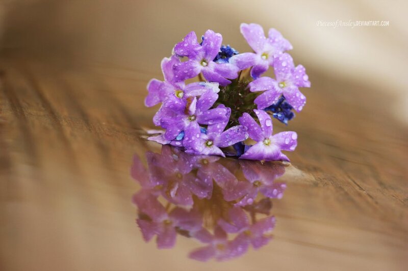 Purple Flowers on Wood — Serene