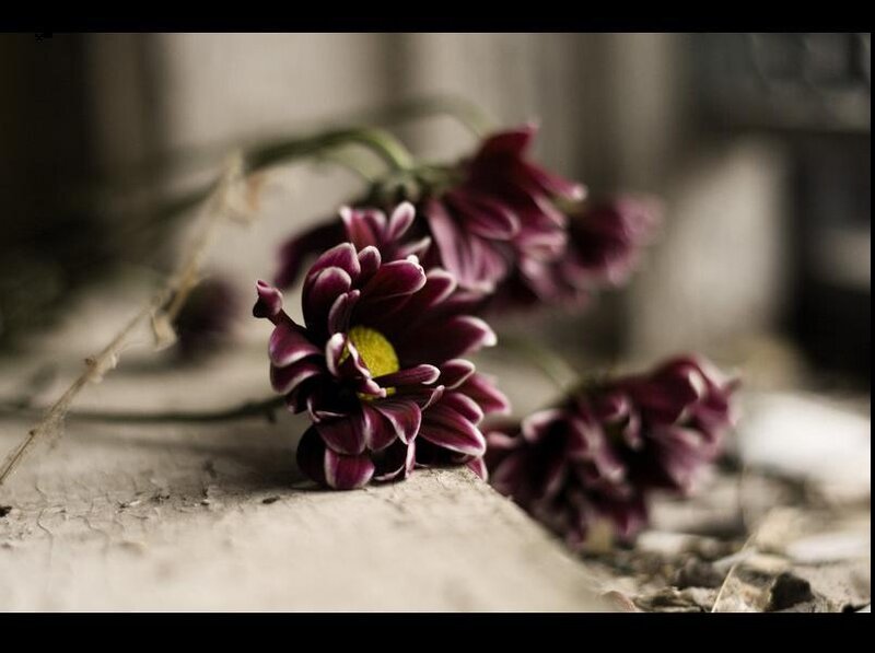 Purple Flowers on Wood — Somber