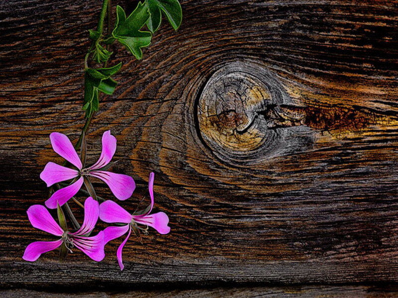 Purple flowers on wood