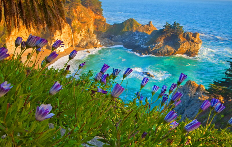 Purple Flowers Overlooking Cove