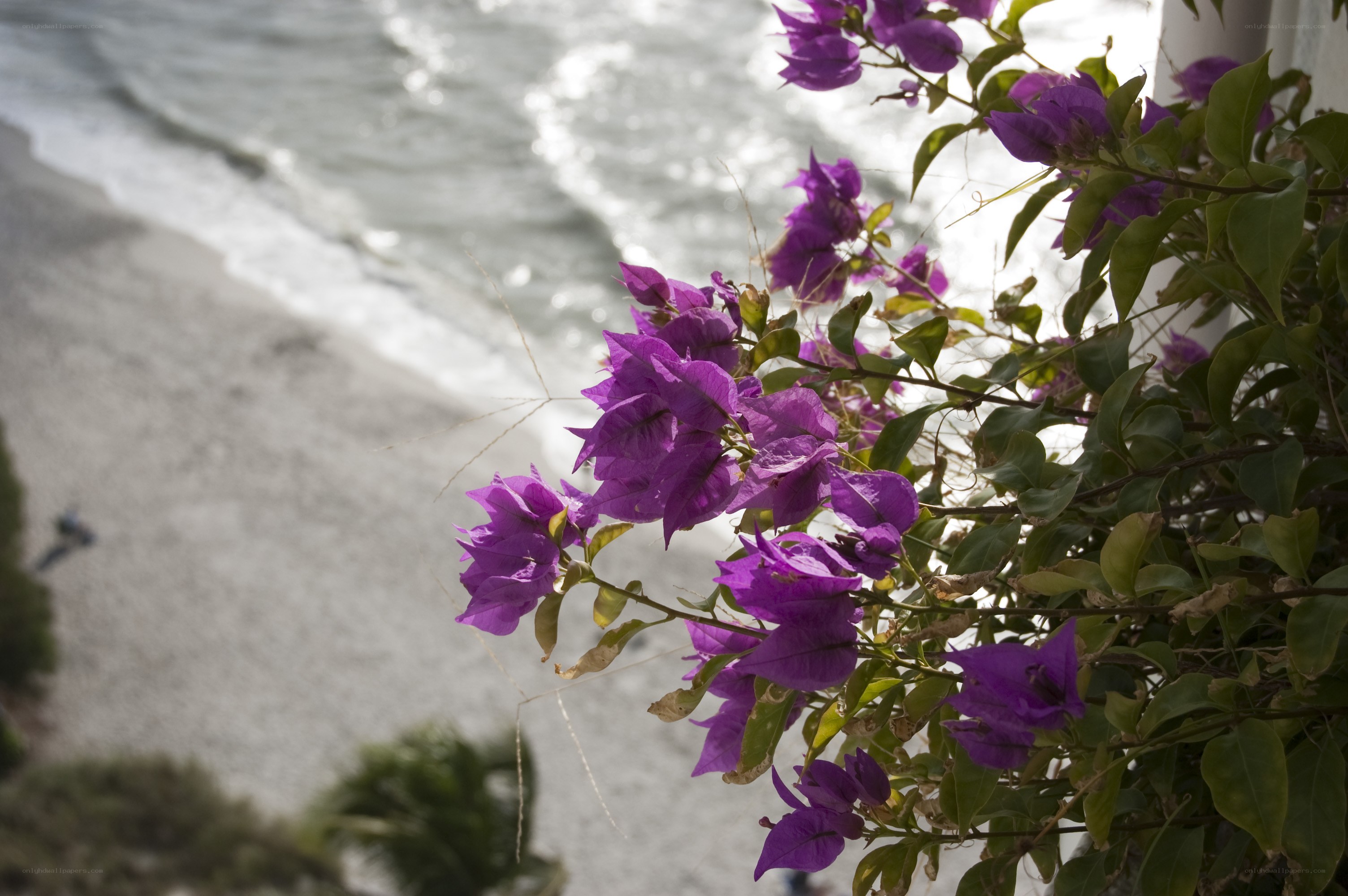 Purple flowers overlooking the beach