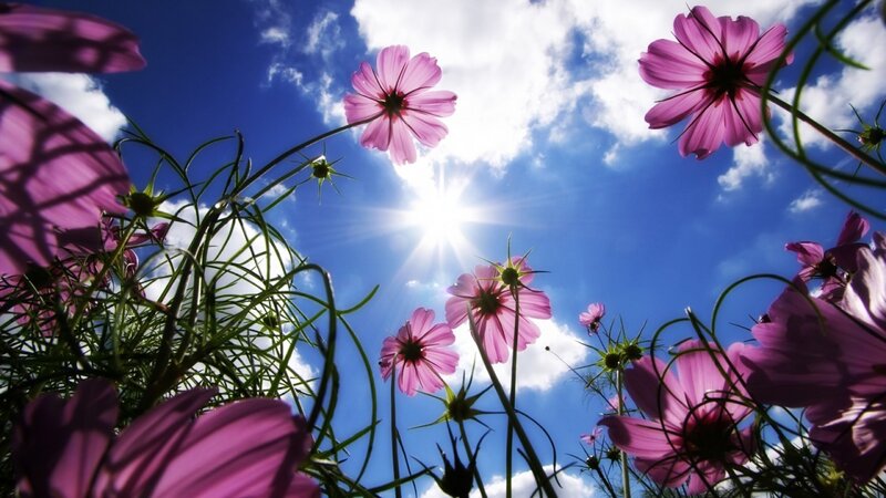 Purple flowers under blue sky