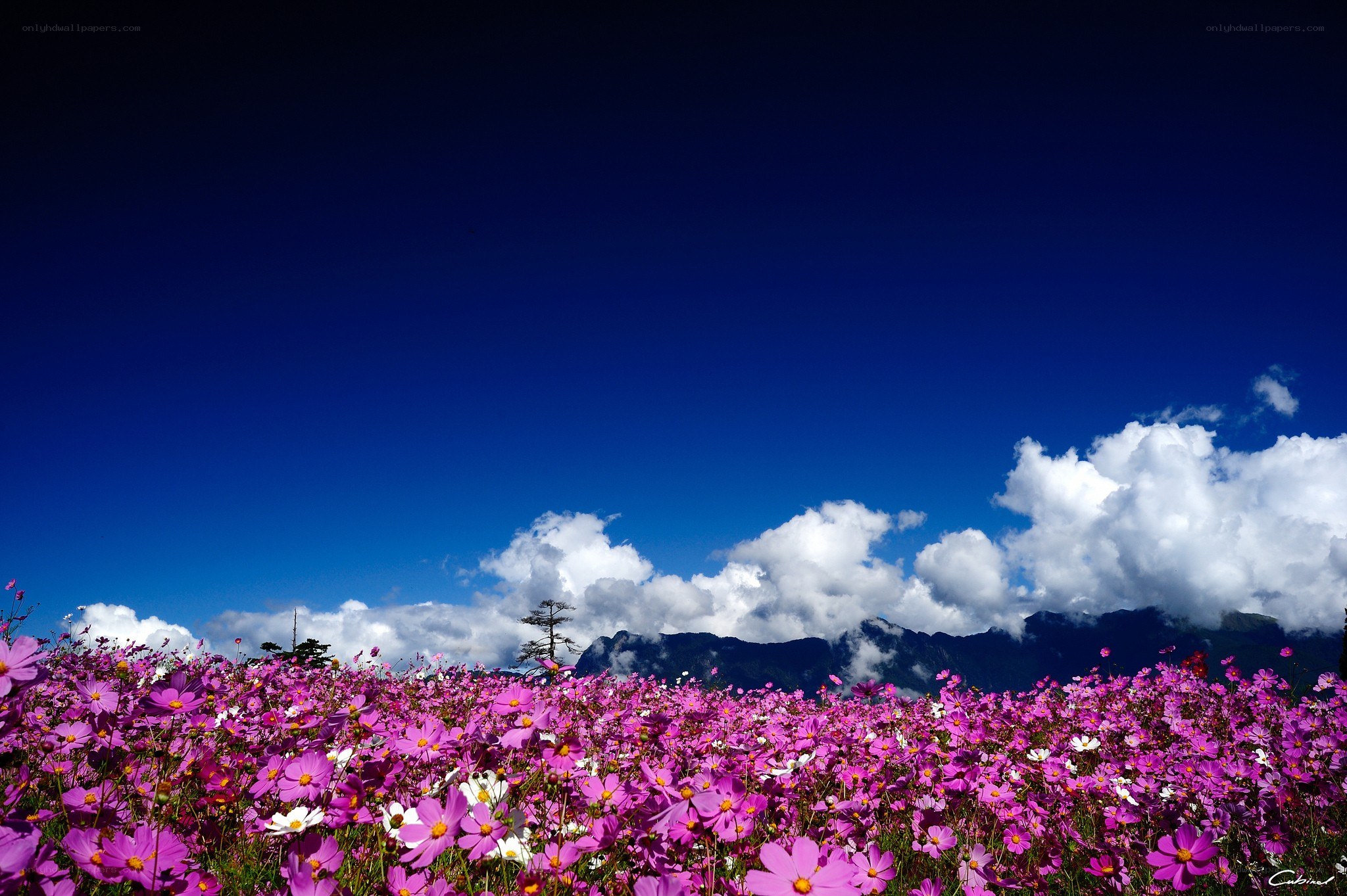 Purple flowers under blue sky