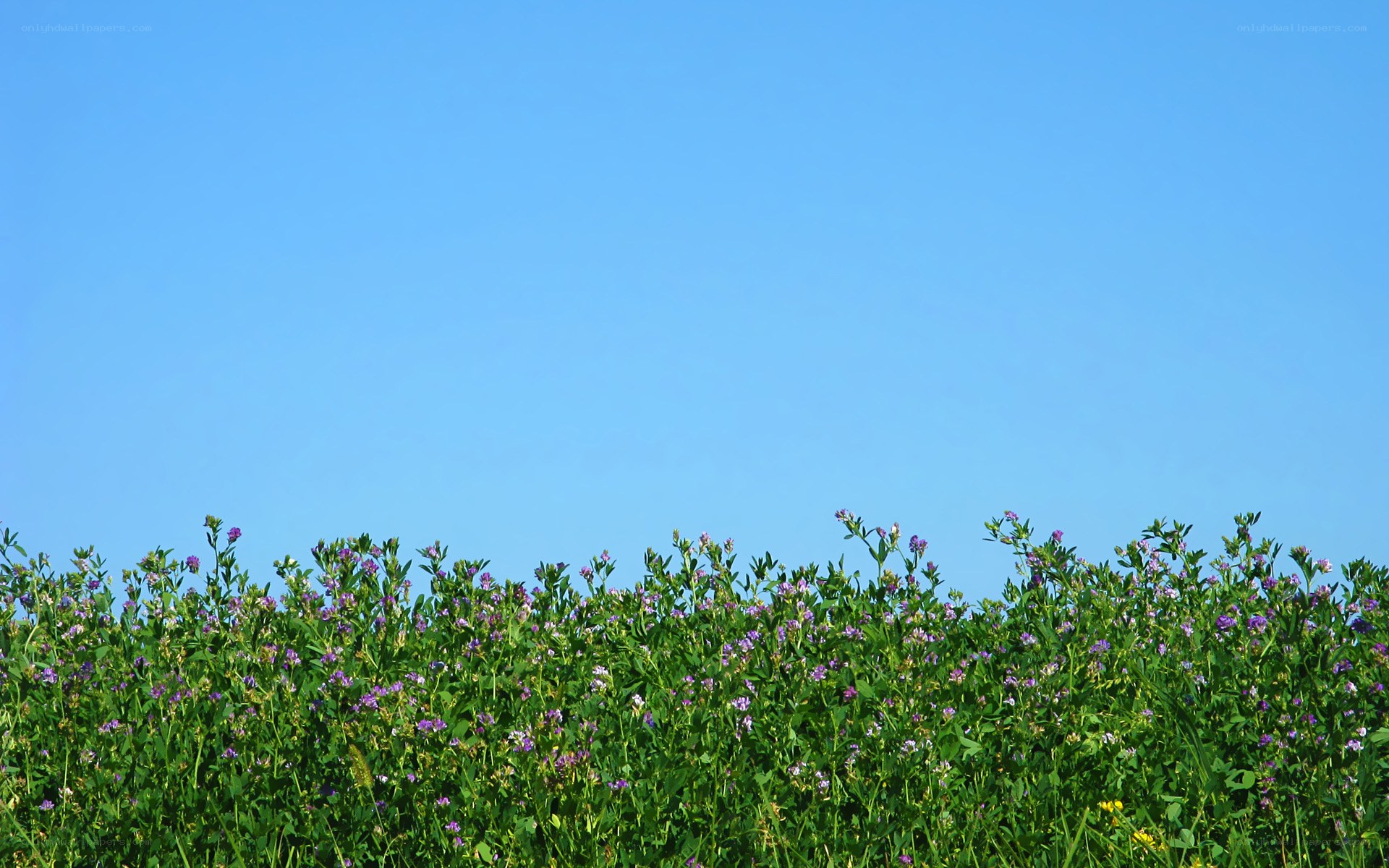 purple flowers under blue sky