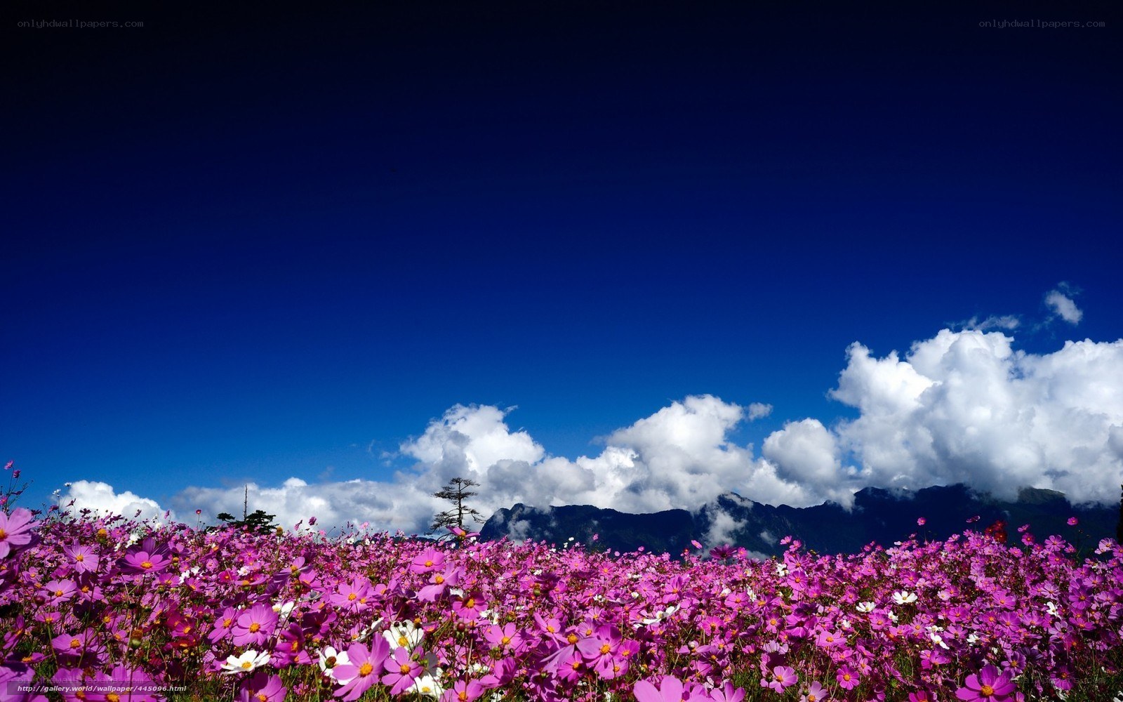 Purple flowers under blue sky