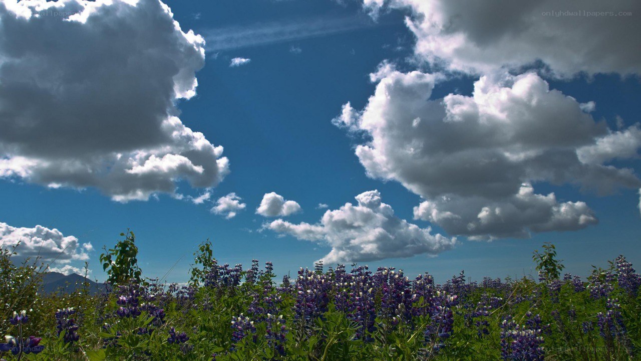 Purple flowers under blue sky