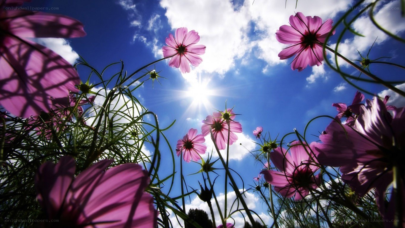 Purple flowers under blue sky