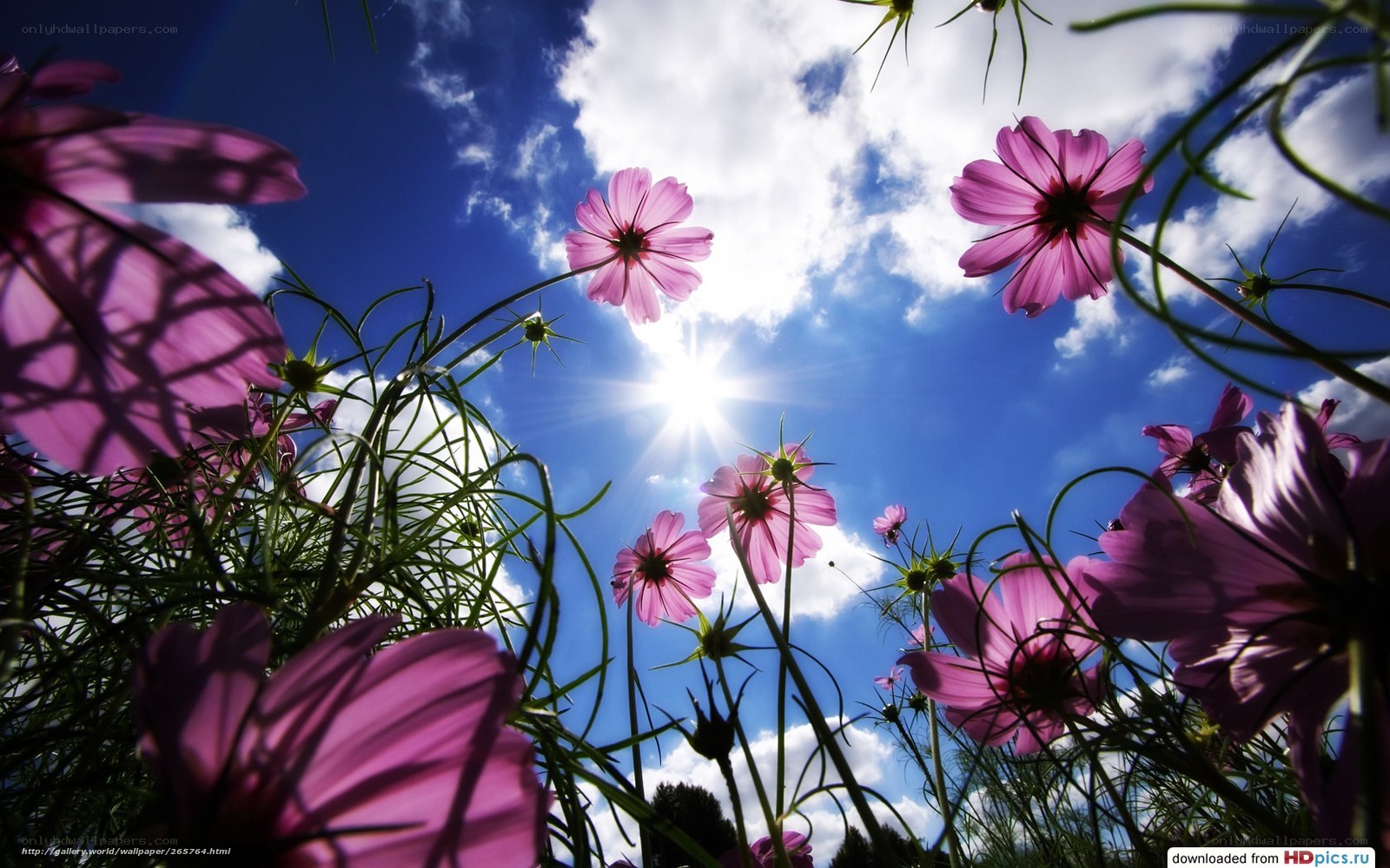 Purple flowers under blue sky