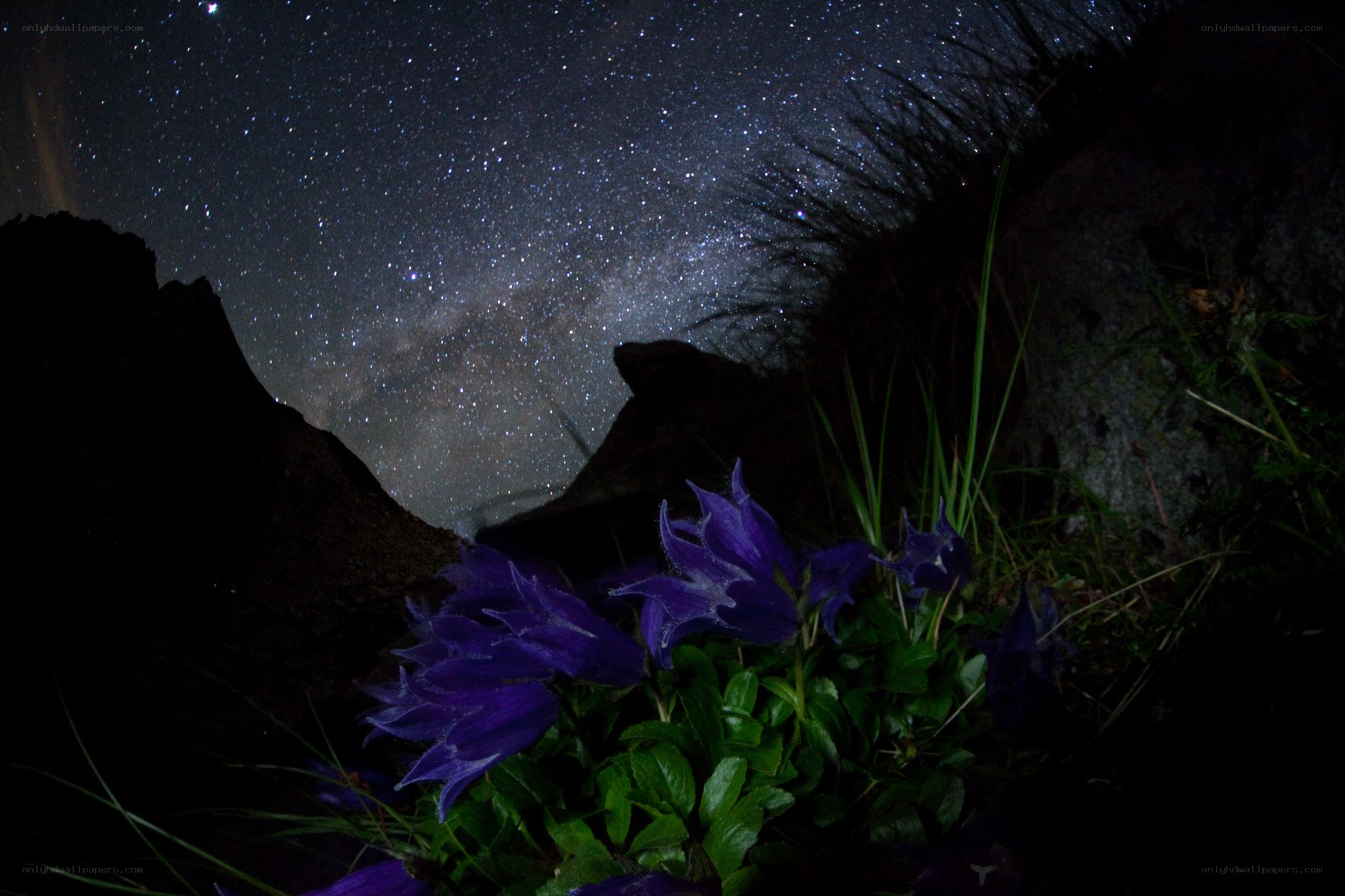Purple flowers under starry sky