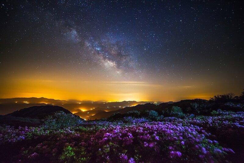 Purple Flowers under Stars
