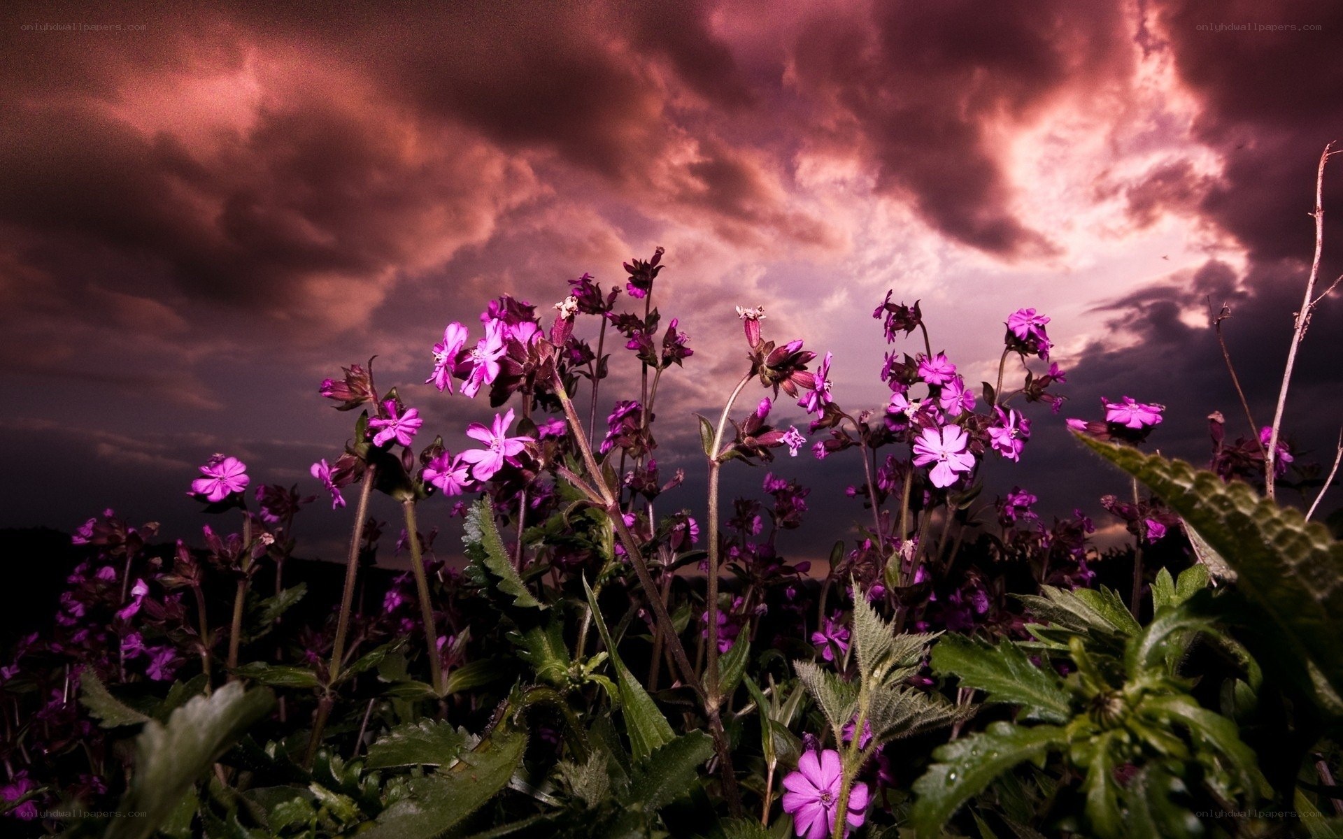 Purple flowers under stormy sky