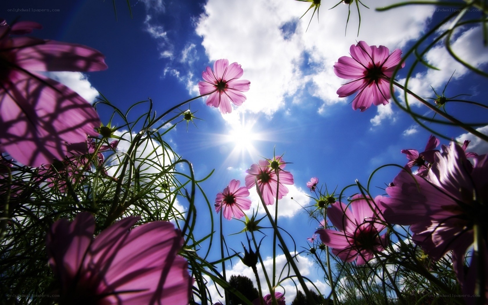 Purple flowers under sunny sky