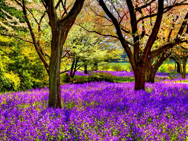 Purple Flowers under Trees — Serene