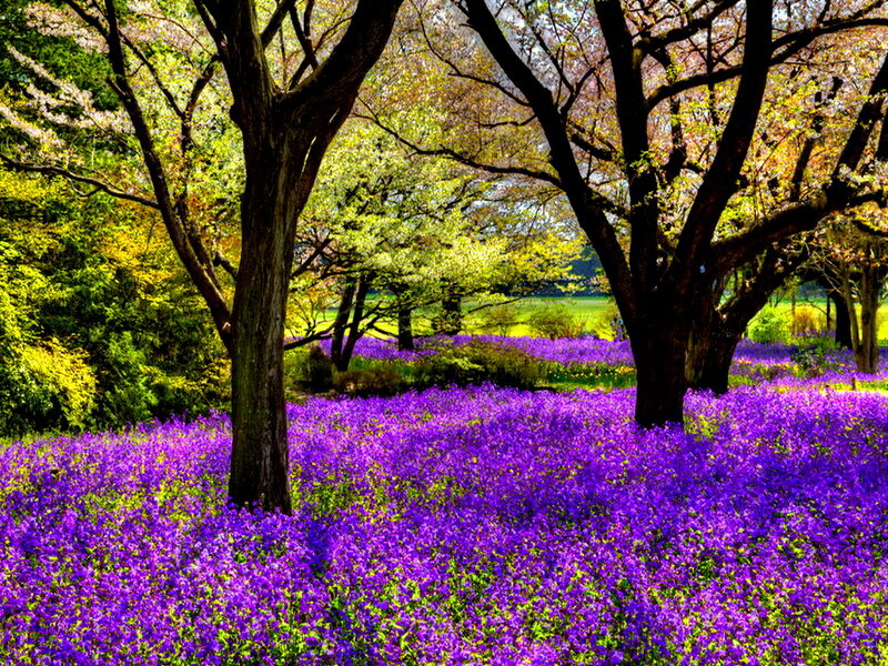 Purple Flowers under Trees