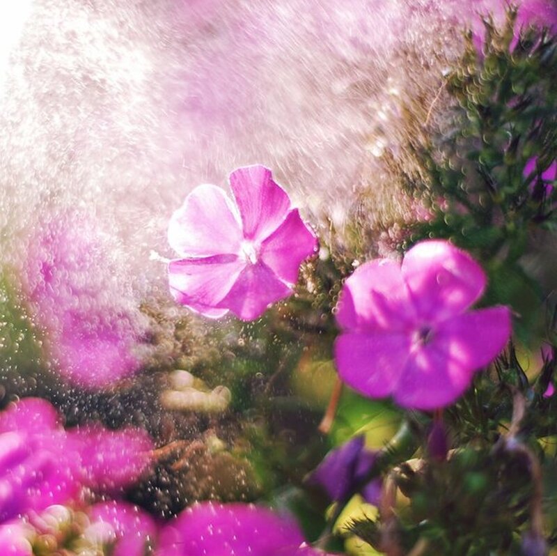 Purple Flowers under Water