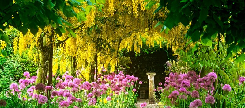 Purple Flowers under Yellow Canopy