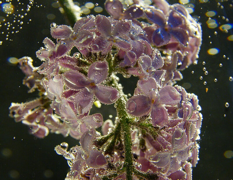 Purple Flowers Underwater