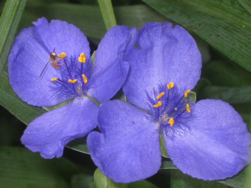 Purple Flowers with Bee — Blue