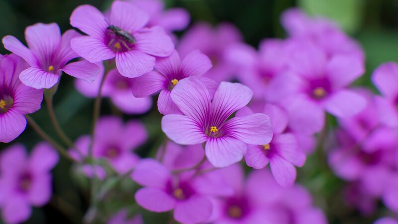Purple Flowers with Bee — Calm, Spring