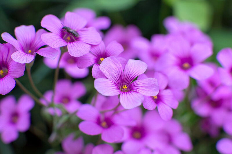 Purple Flowers with Bee — Calm