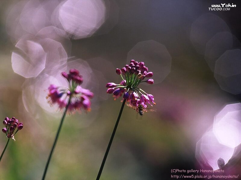 Purple Flowers with Bee — Serene