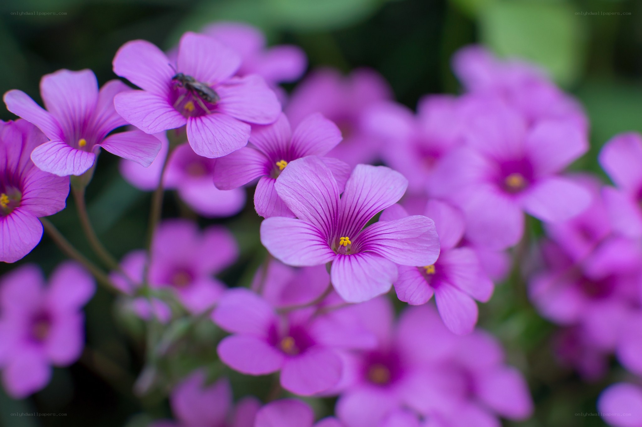 purple flowers with bee