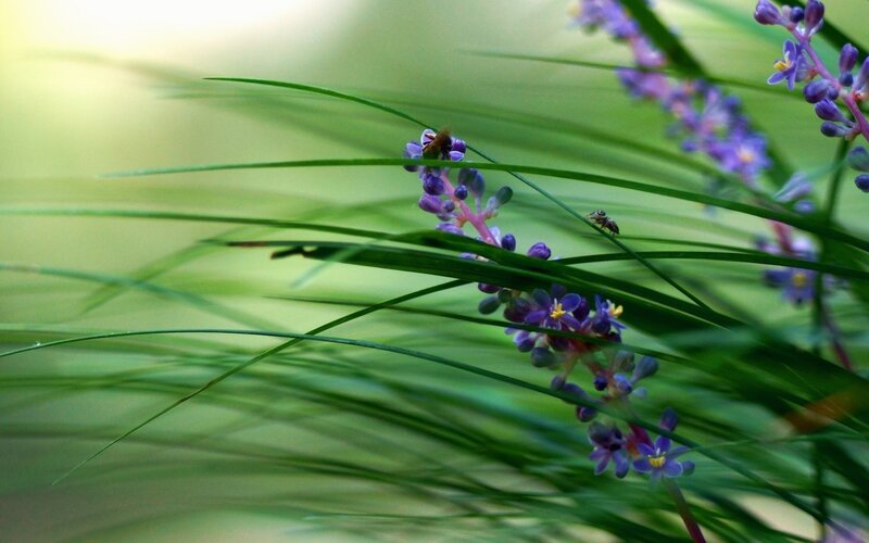 Purple Flowers with Bees