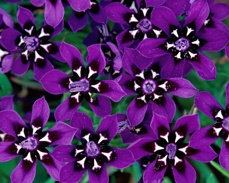 Purple flowers with black and white centers